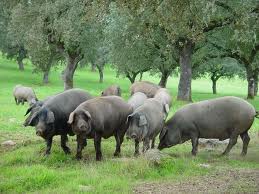 animales pasto