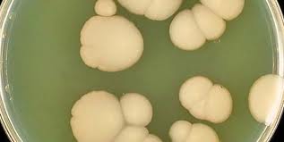 candida