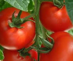tomates