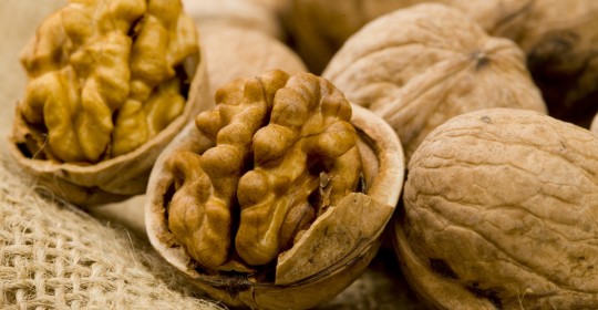 Alimentar el cerebro