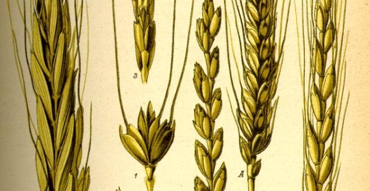 Uno de los mejores alimentos, y aún así de los menos consumidos