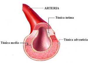 Arteria
