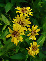 homeopatia-arnica