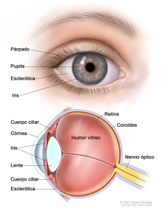 anatomía ocular tratamiento ojos