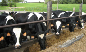 animales antibioticos