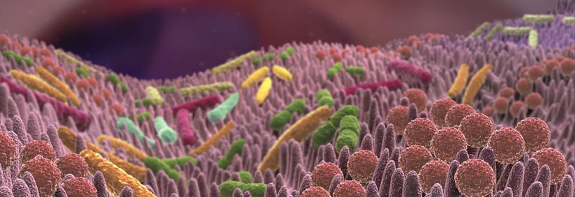 bacterias intestinales