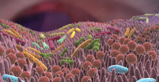 Las bacterias intestinales – una clave para la salud