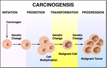 la caseina y el cancer